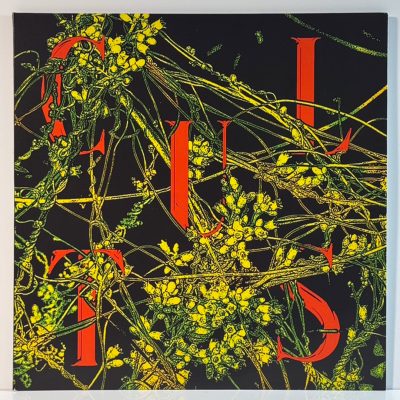 Cults – Host